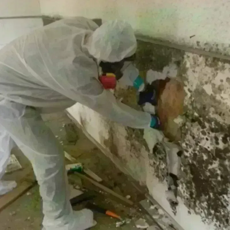 Mold Remediation and Removal in Wasatch County, UT